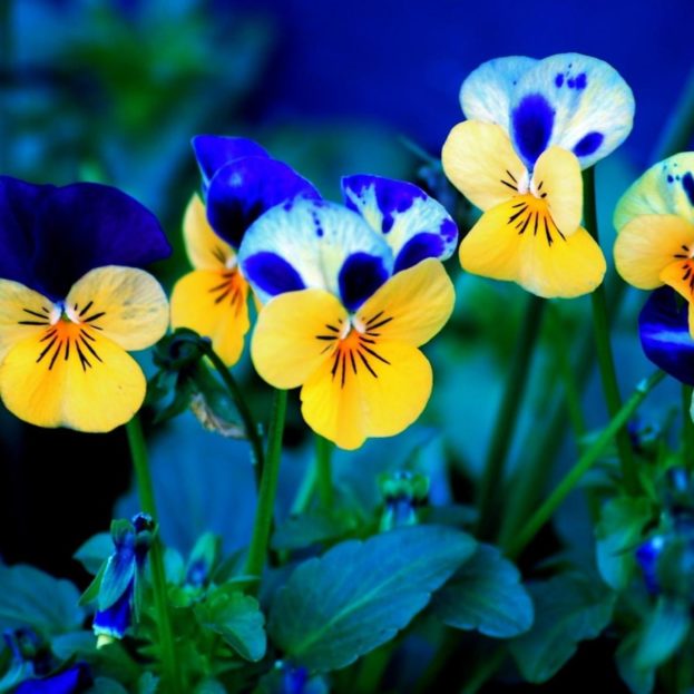 Pansies Beautiful Flowers Images 2017 HD Wallpapers Backgrounds Images